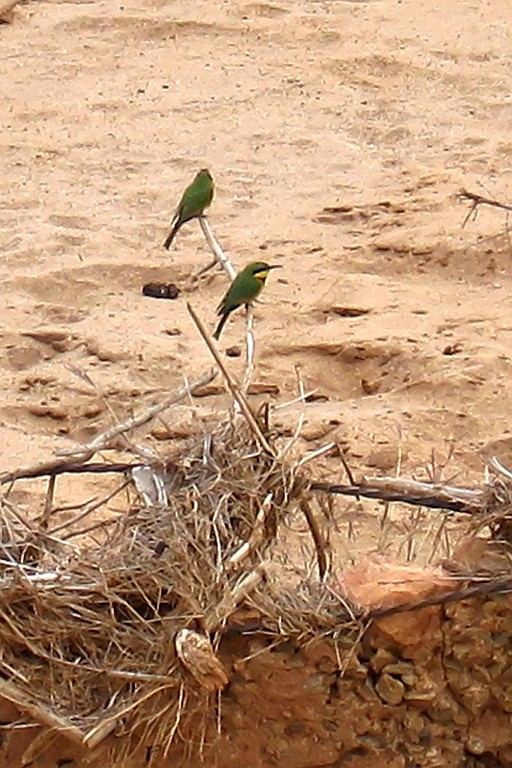 Kenia (340).jpg
